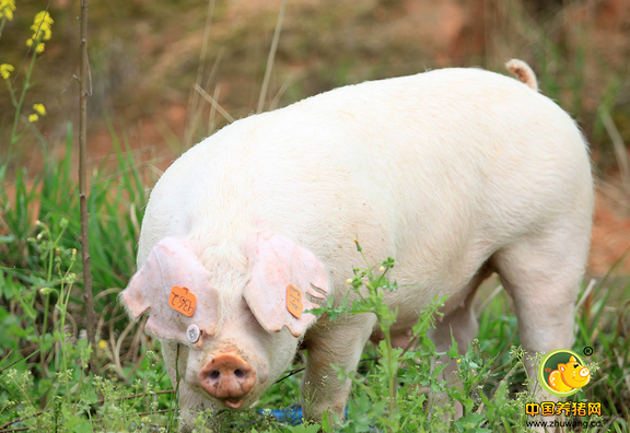 8月猪价有望企稳反弹 但难突破均价9.5元/斤